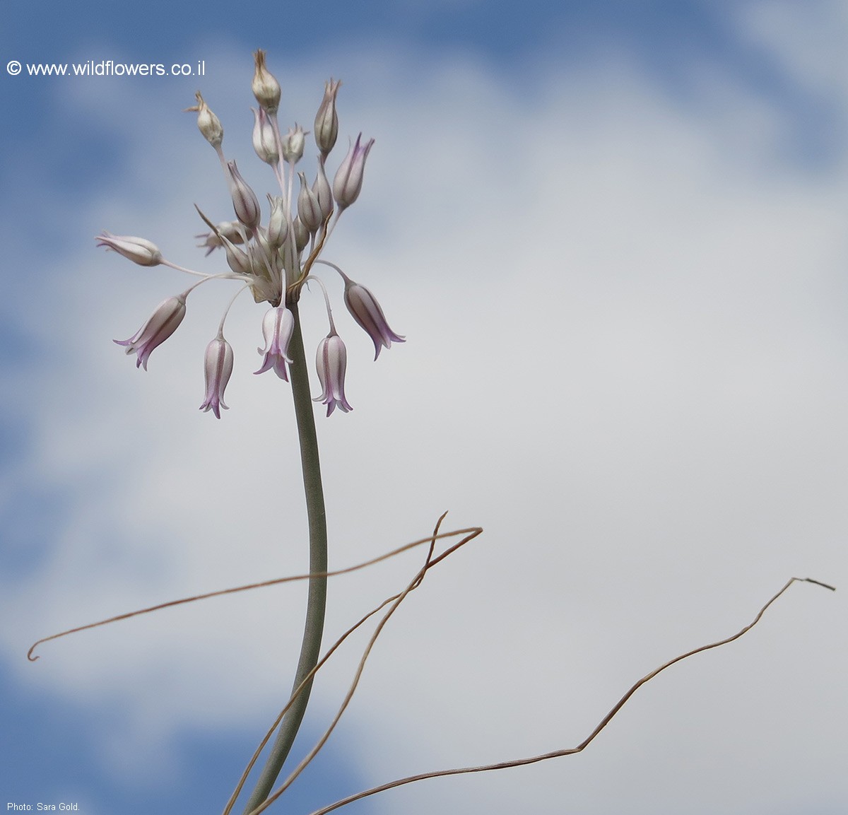 Allium desertorum